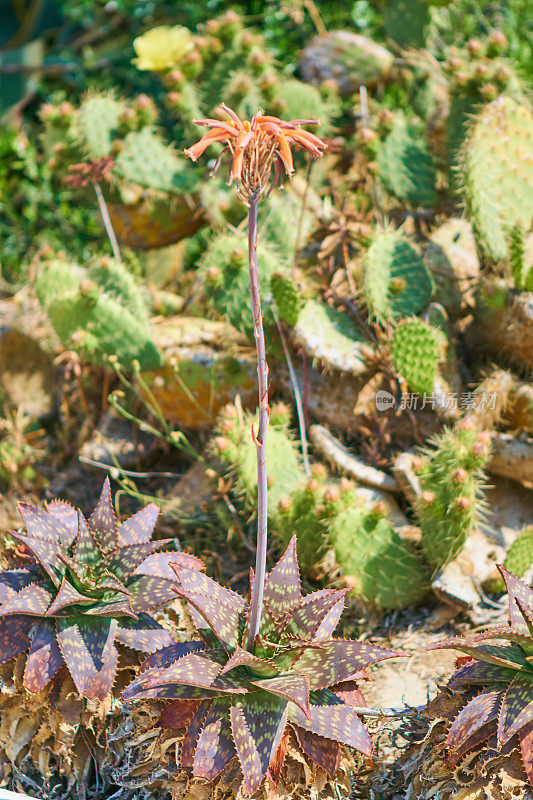 Garraf Garden芦荟皂荚